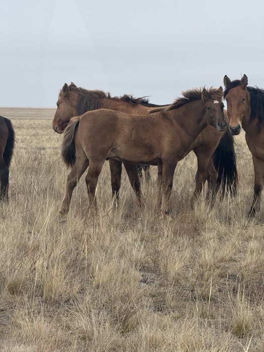 Жабагылар сатылады!