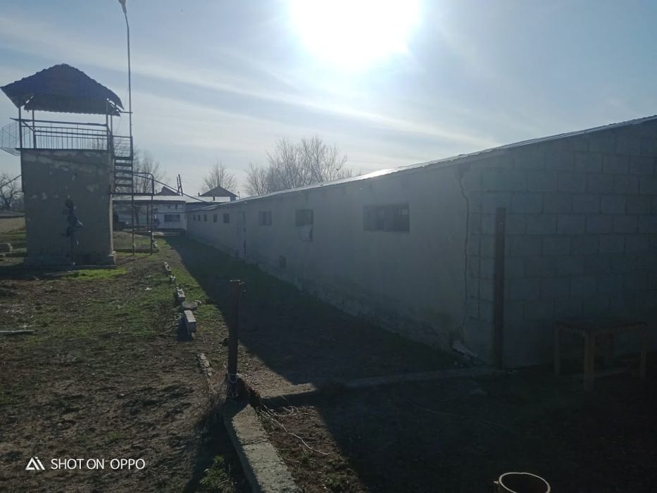 Уй сатылары қора жаймен