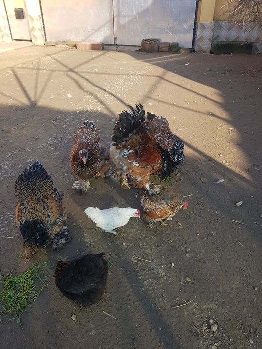 Família de brahma portelan