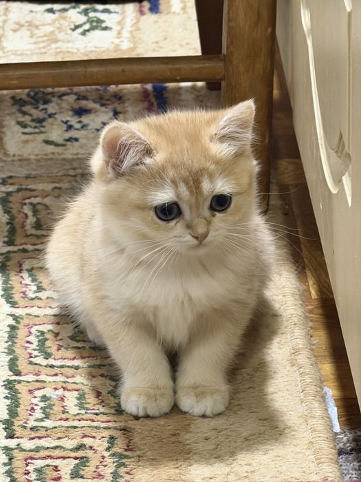 Британская золотая шиншилла