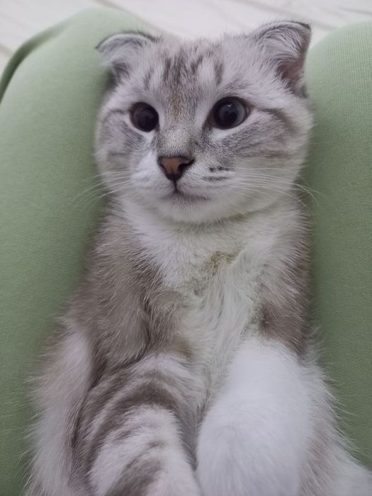 зотдор мушикча сотилади