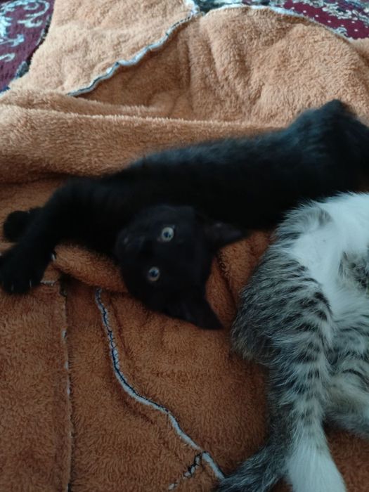 Mushukchalar hadyaga beriladi