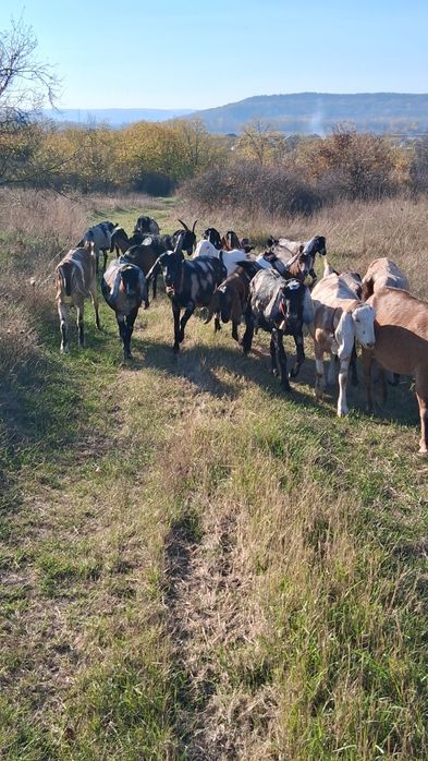 Vând capre Anglo Nubiene cu Pedigree