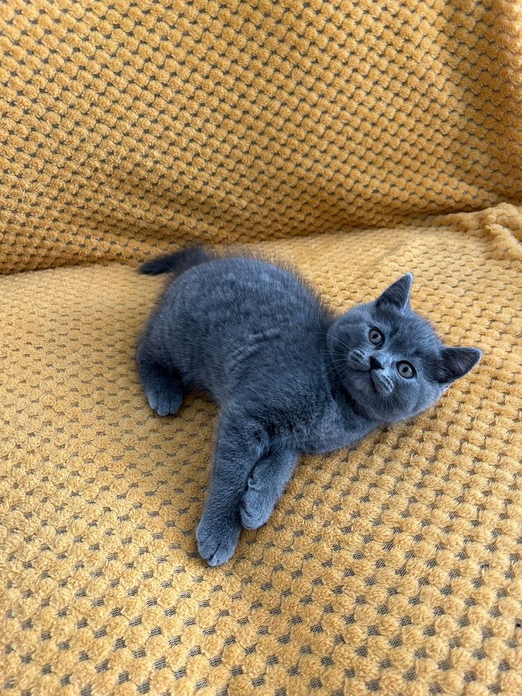 British shorthair