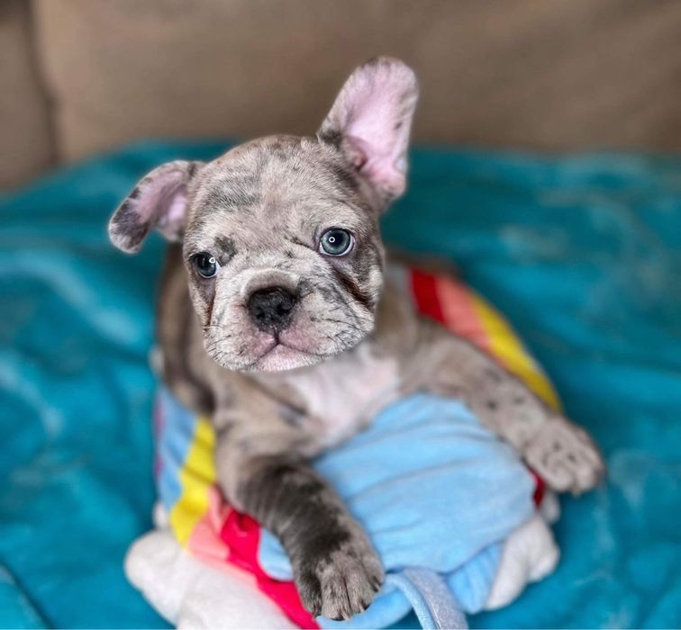 Bulldog Francez Merle