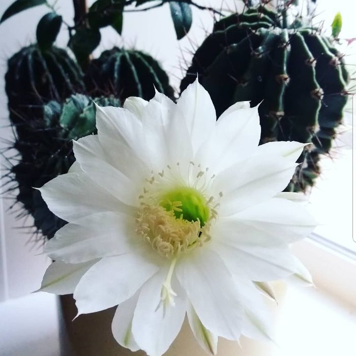 Кактусы  для дома