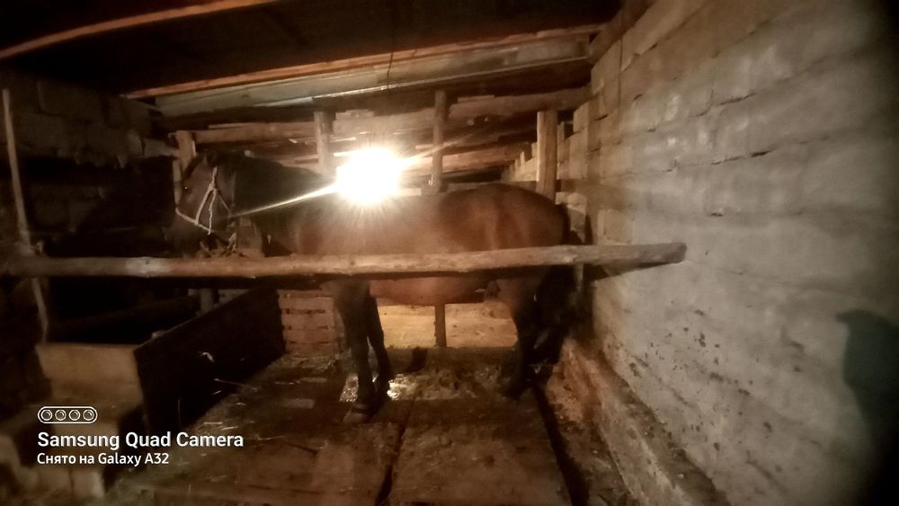 Бордакқы айғыр.Жемде тур