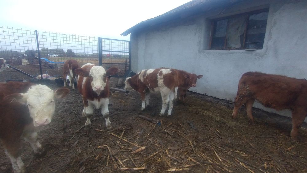 Vând viței frumoși