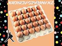 Инкубационные яйца бройлера ОПТОМ свежие ИЯ16