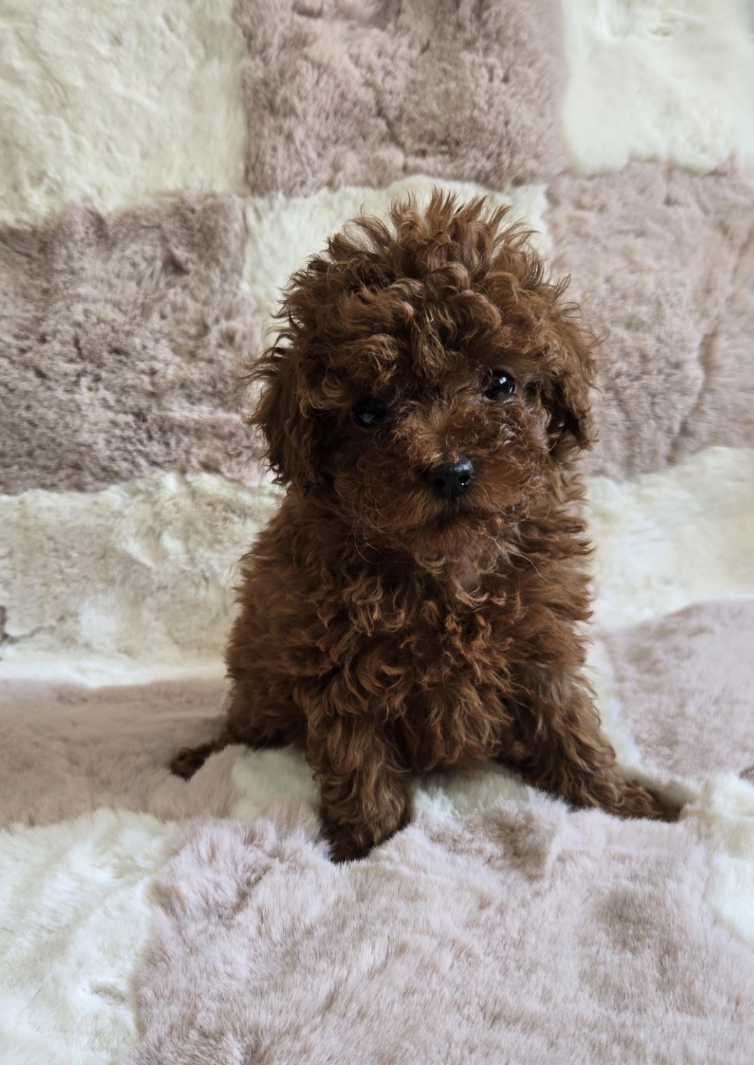 Пудел тийкъп /той Poodle toy с родословие момиче