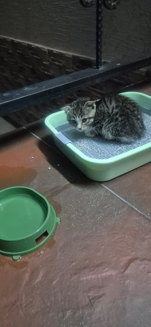 Котёнок мальчик,  2 месяца