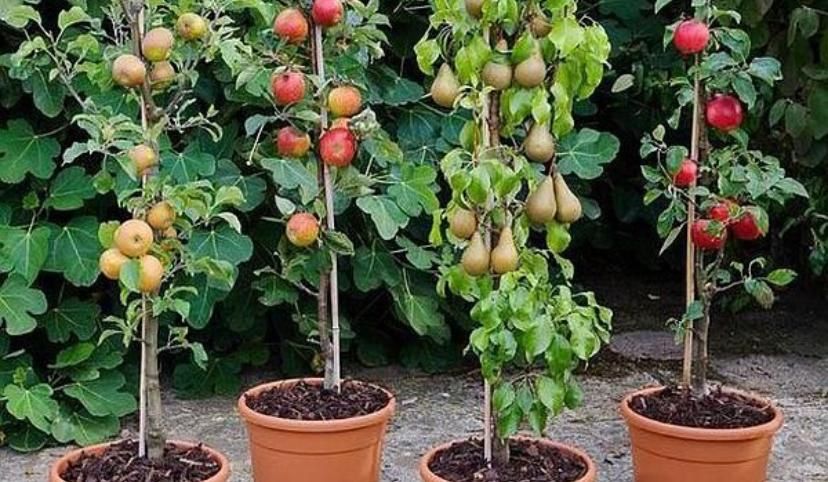 Pomisori columnari altoiti