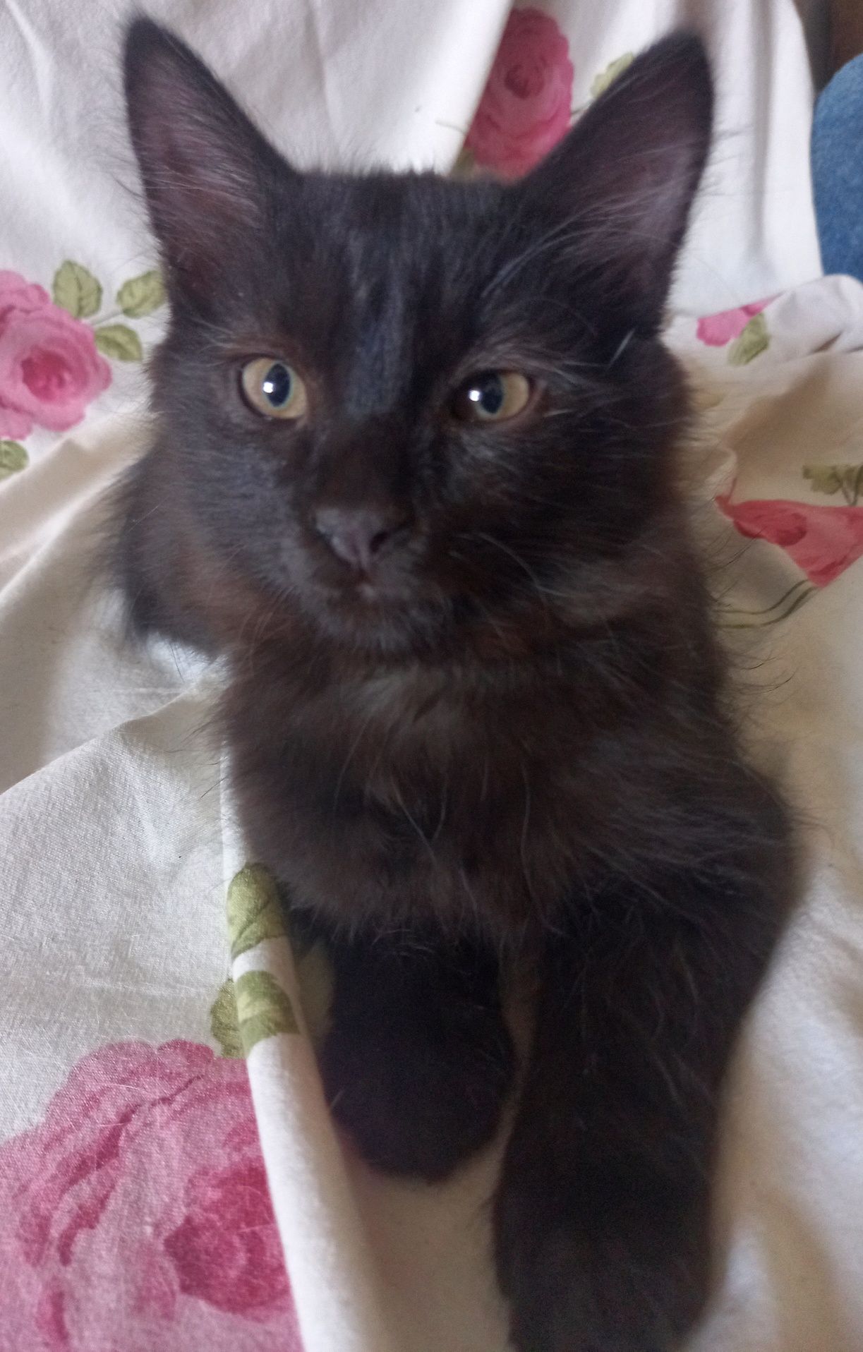Котик мальчик, темношоколадного цвета!