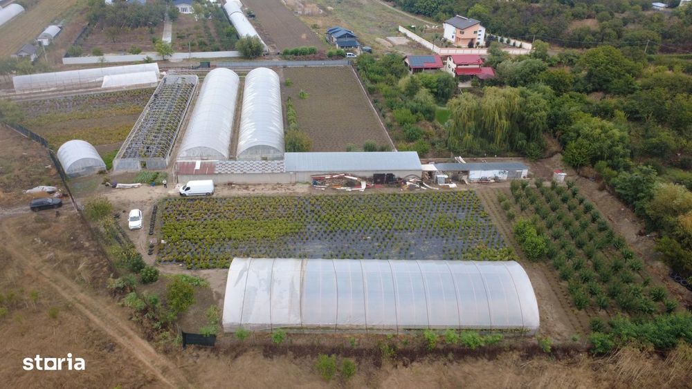 Sere Flori si Legume - Bujori - Afacere la cheie