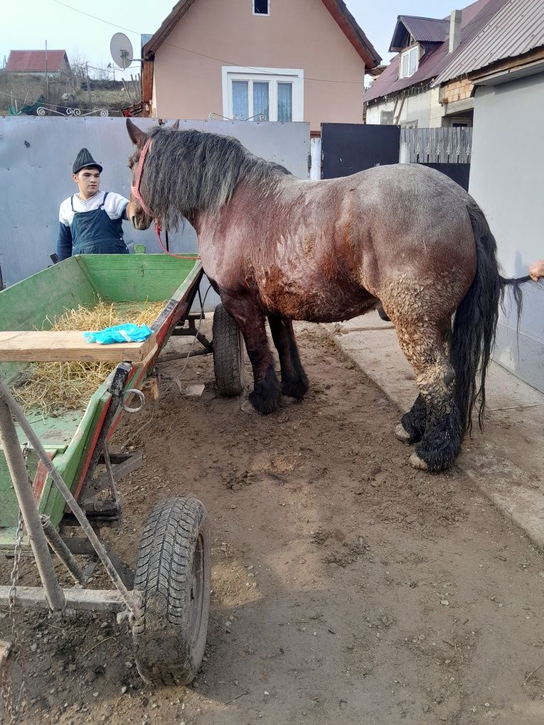 Cal de vînzare forte bun din tote punctele