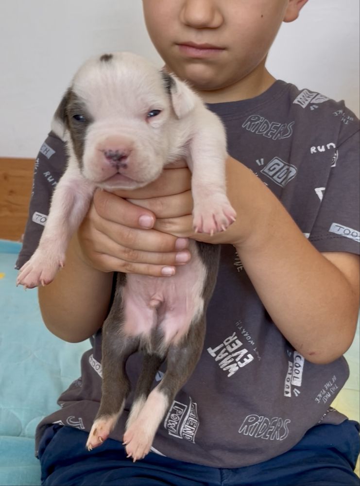 Американски Син питбул/American pitbull /blue nose