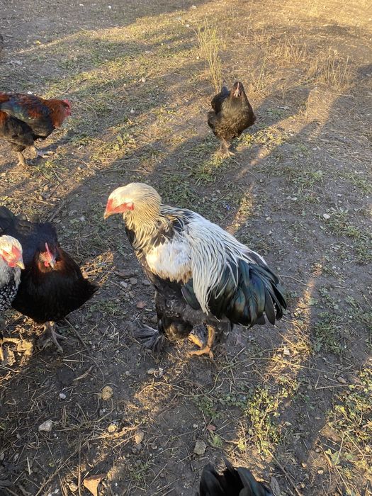 Vand cocosi diferite rase