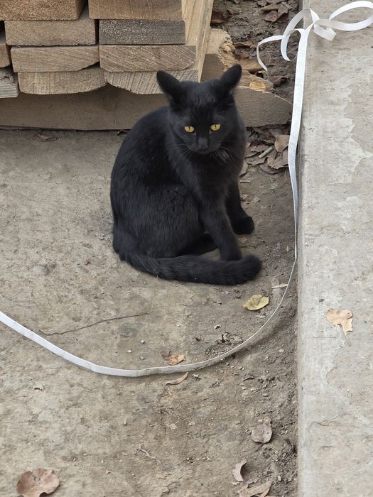 Мушук зато бошка