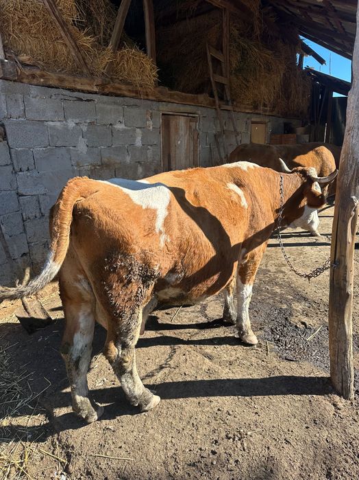 Vând vaca bălțata cu doi viței