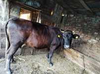 Vând vacă HOLSTEIN!