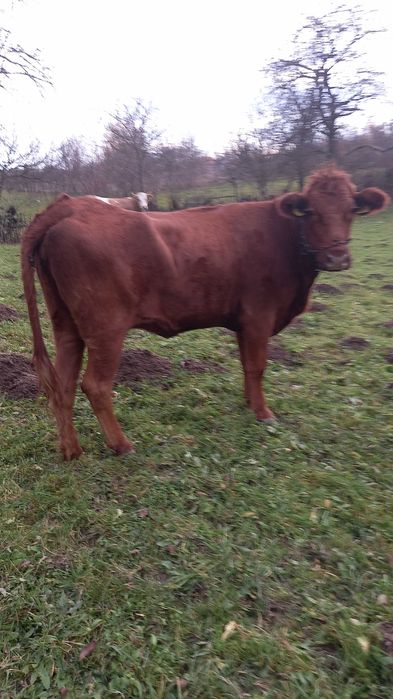 Vand junincă  angus