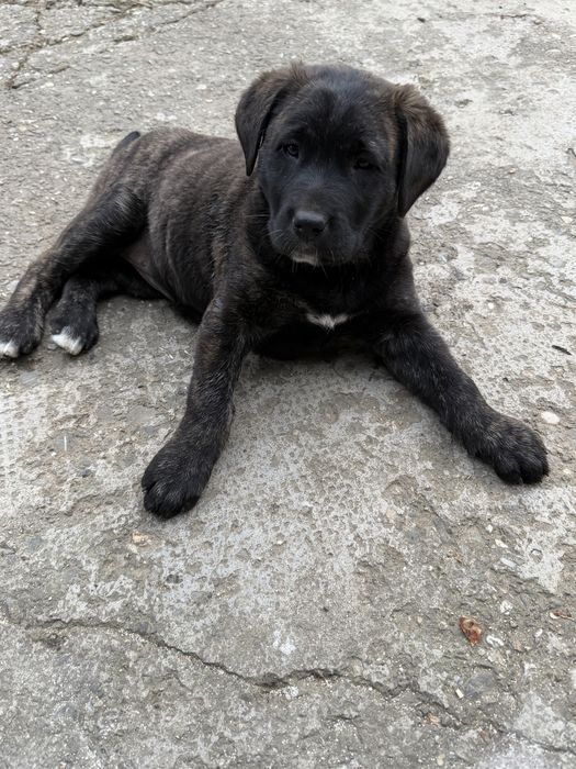 Donez doi caței, mama labrador cu brak german, tată necunoscut