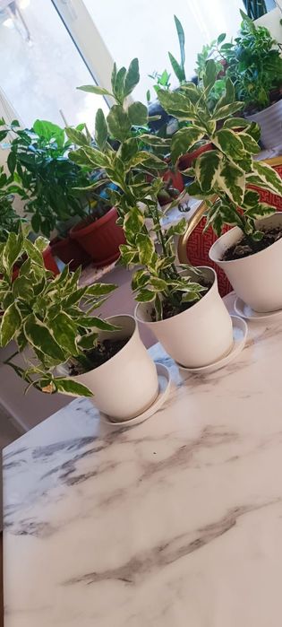 4000тг пересаженный