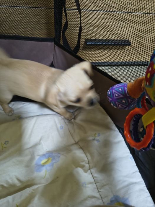 Мини чихуахуа продавам