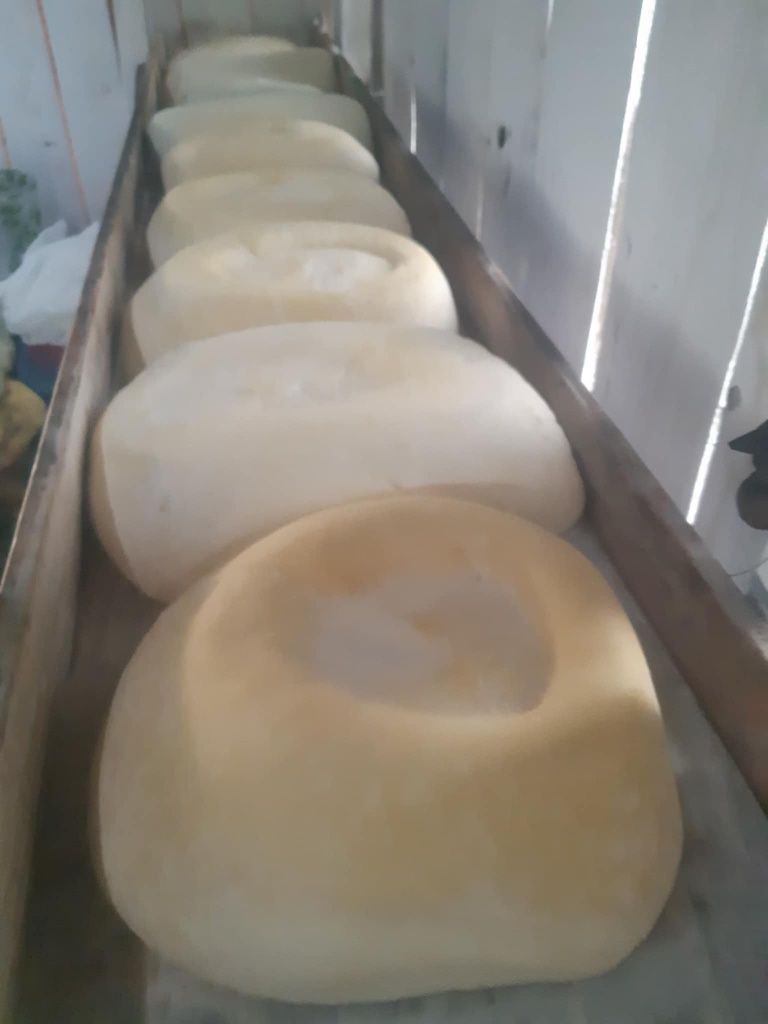 Caș de oaie de vânzare  !