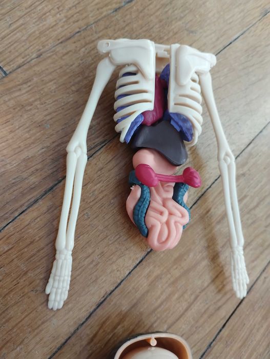Образователна анатомична фигура - Човешко тяло 3D, 29.5см