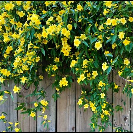 Pomisori ornamentali iasomie galbena