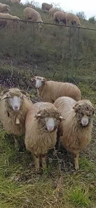 De vânzare trei berbecuți