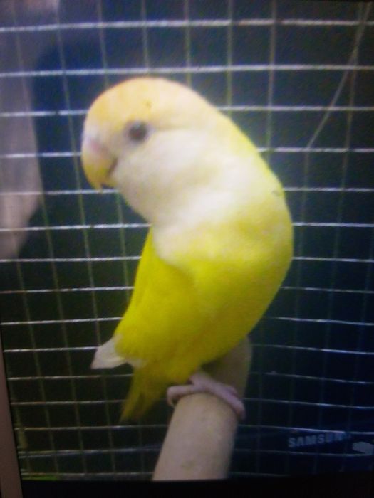 Papagal agapornis femela