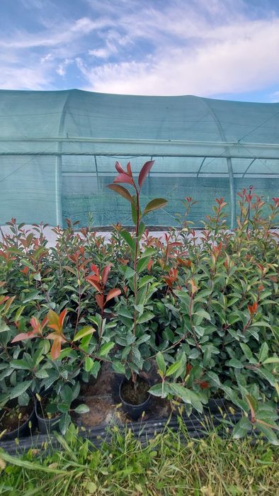 Laur Englezesc / Prunus Laurocerasus / Photinia Red Robin / Leylandii