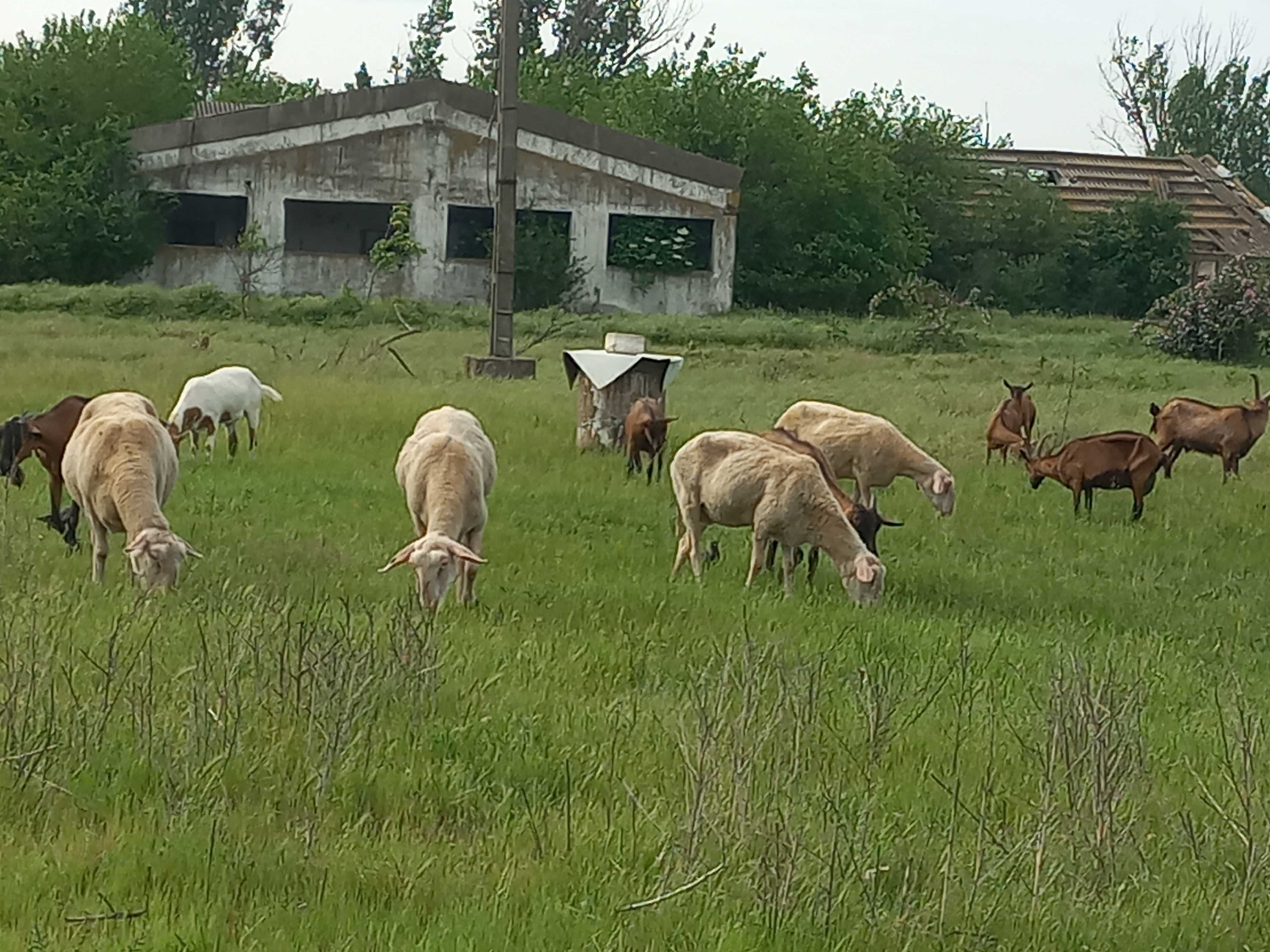 berbeci sioi friza germana