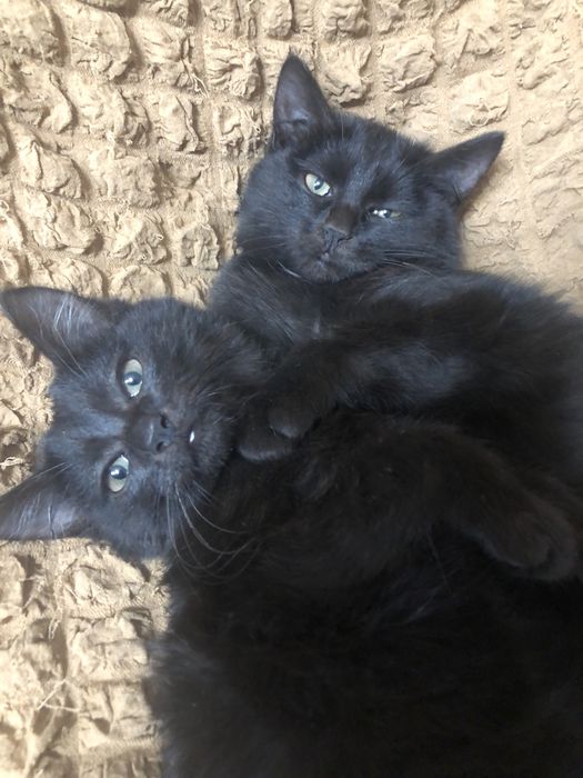 Котята маленькие в добрые руки