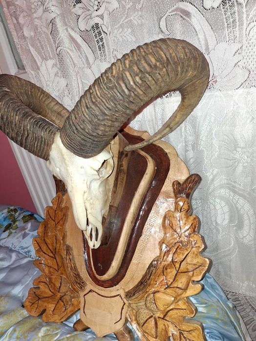 Coarne de cerb lepadate