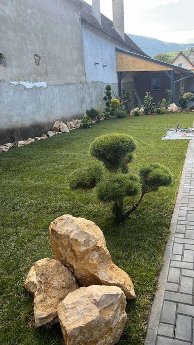 Gradini de vis cu plante și Gazon Rulou și sistem de irigare