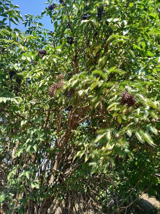 Комплект от 3 бр сладко от черен бъз за 24 лв