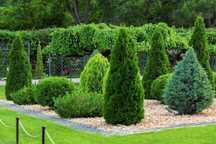 Gard Verde din Leylandii – Plante Mari, Montate Profesional!