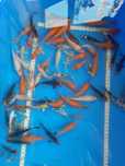 Pesti crap koi (15-45cm)