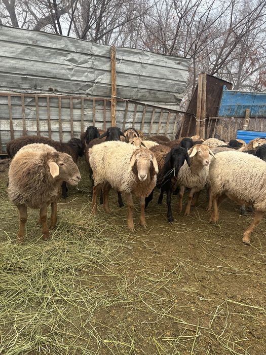 Бараны бараны бараны