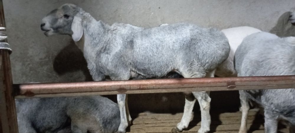 Киргиз привозной кучкорлар зотга