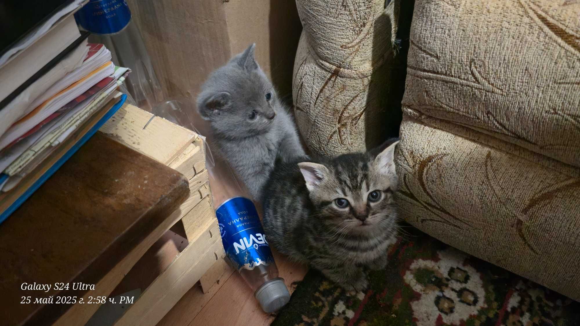 Британски котенца
