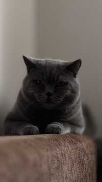 Motan British Shorthair