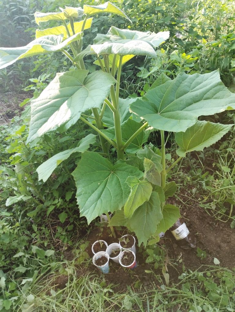 Пауловния томентоса, Рустифина (Rhus typhina)