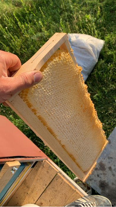 Fagure cu miere en-gros