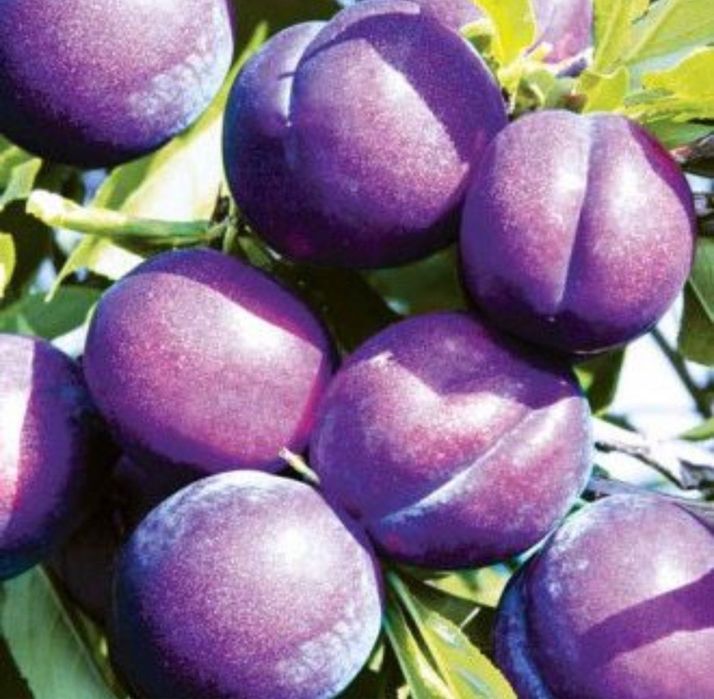 Pomi fructiferi columnari