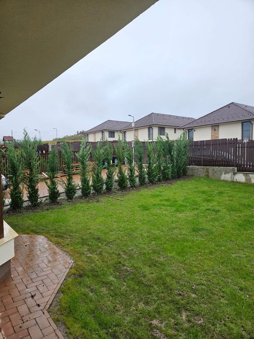 Plante ornamentale Tuia leylandii
