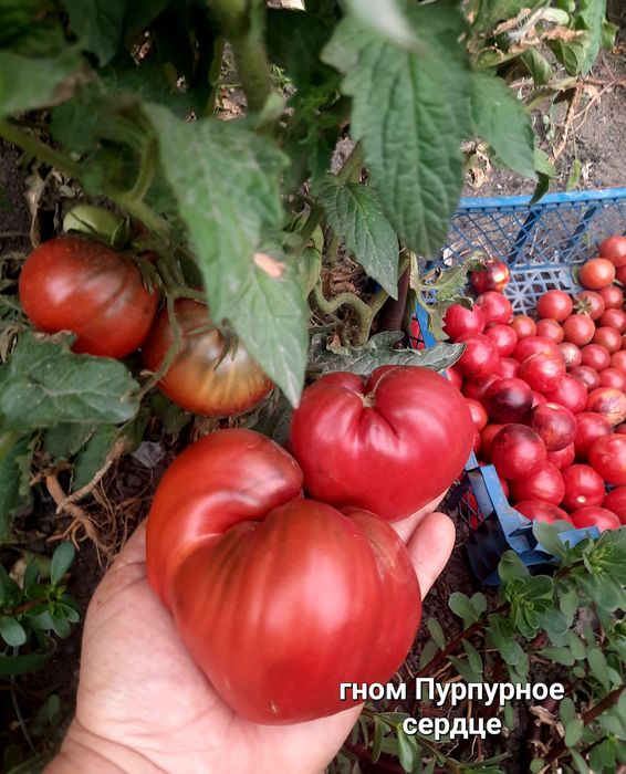 Семена коллекционных томатов